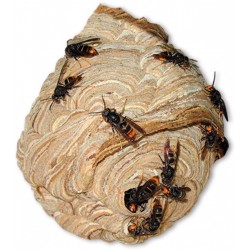 Preben insecticida avispas aerosol para avisperos